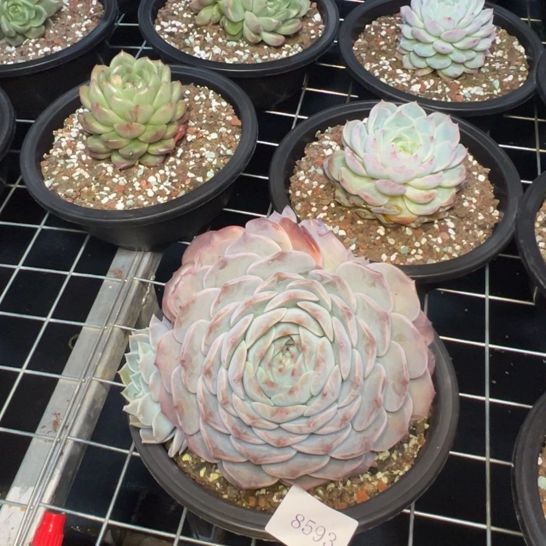 8593肉多哦多哟多哦