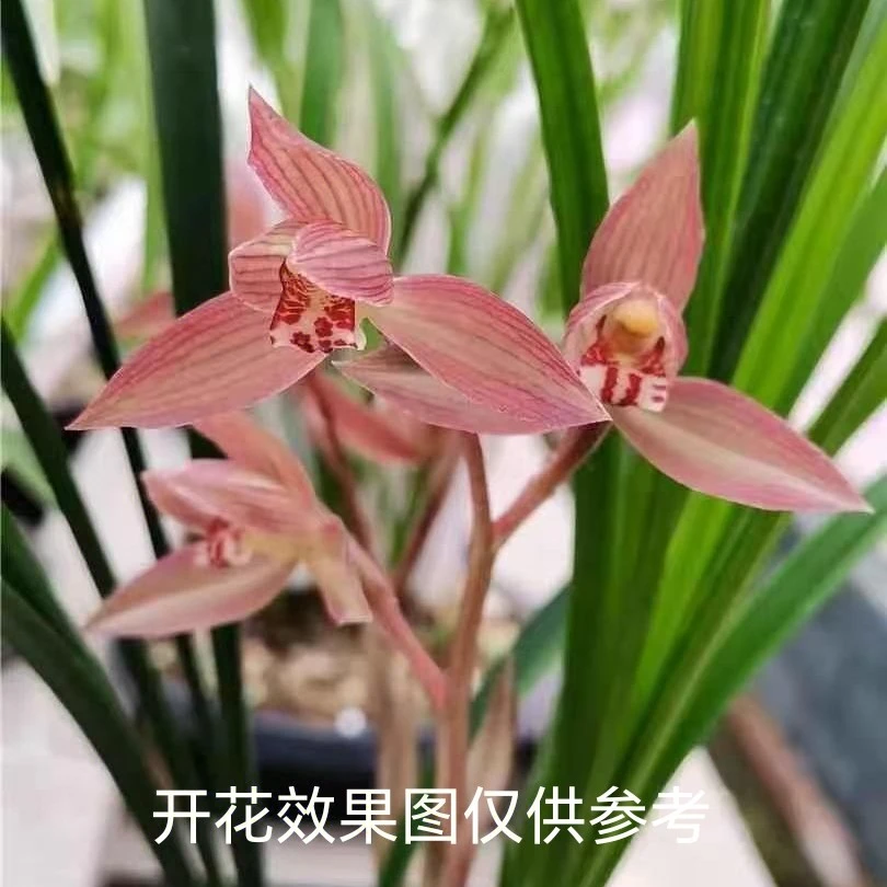 春剑老种【朱砂】子母2-3苗 裸根  带花剑