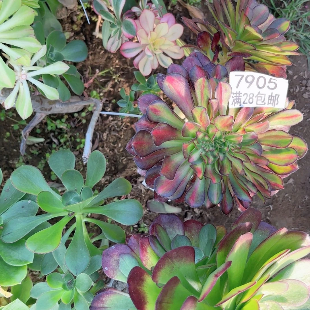 E. 7905朝霞缀多肉