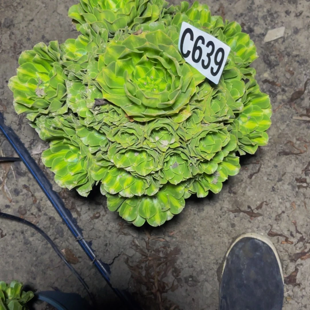 二代翡翠16//////33包邮