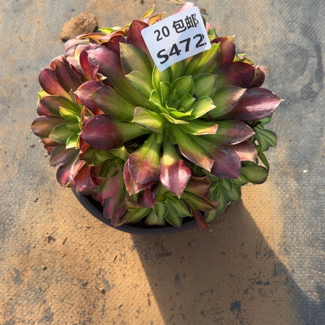 472韶华，福利多肉法师