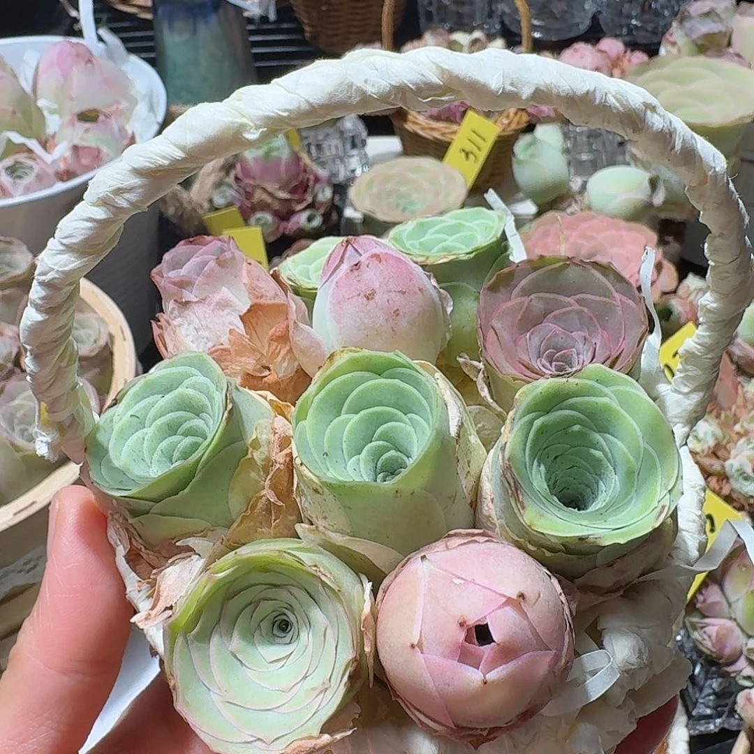 开播福利一物一拍瑕疵不退不换