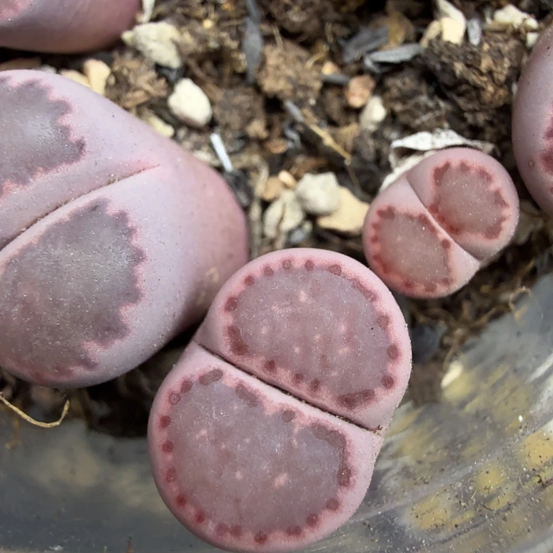 是一个充满生机盎然朝气233你