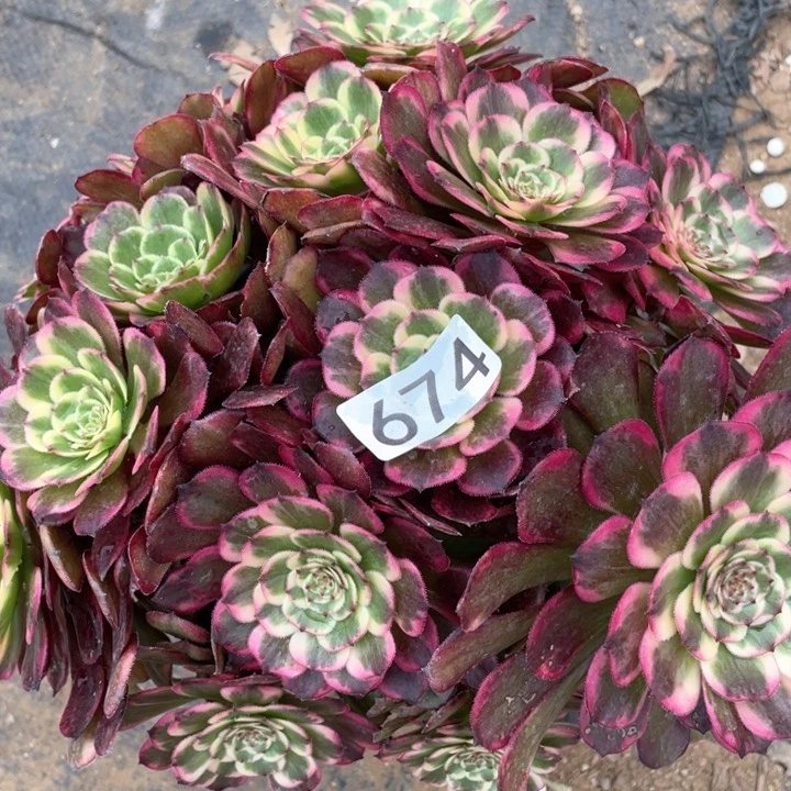 674多肉植物黑金刚