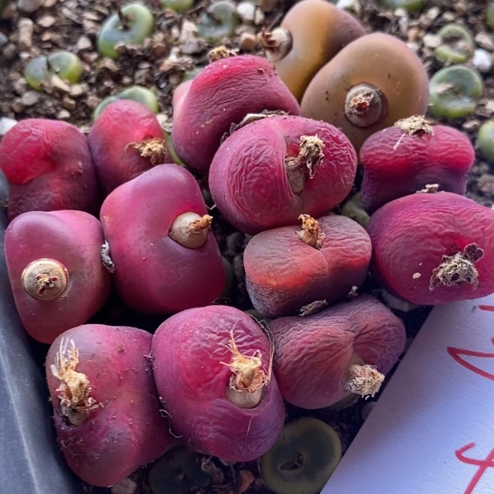 2668一组一组一组