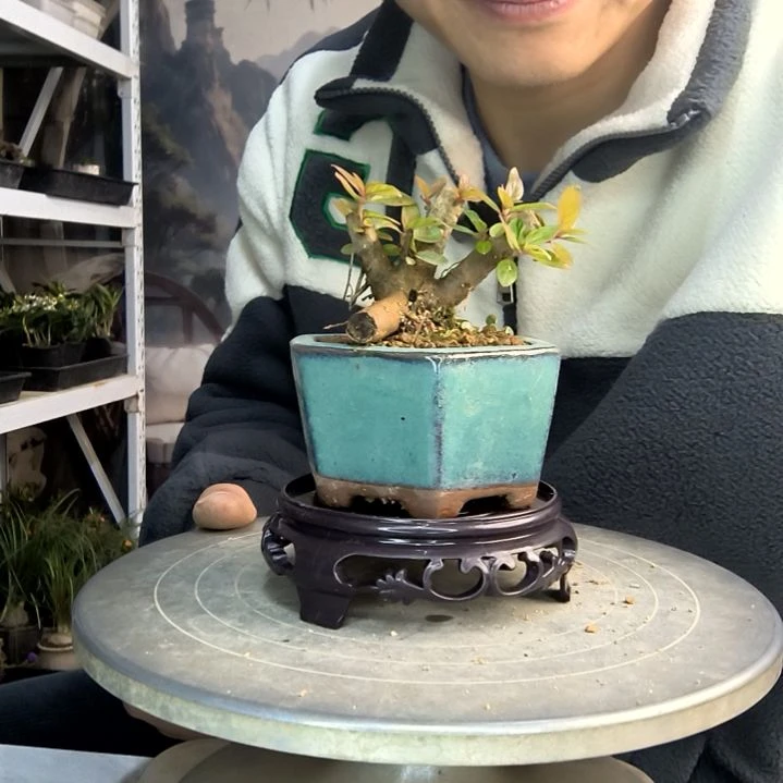 你****浪小盆景小植物一物一拍143