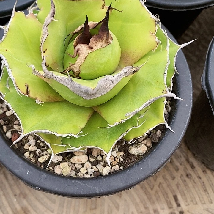 多肉植物龙蛇兰植物
