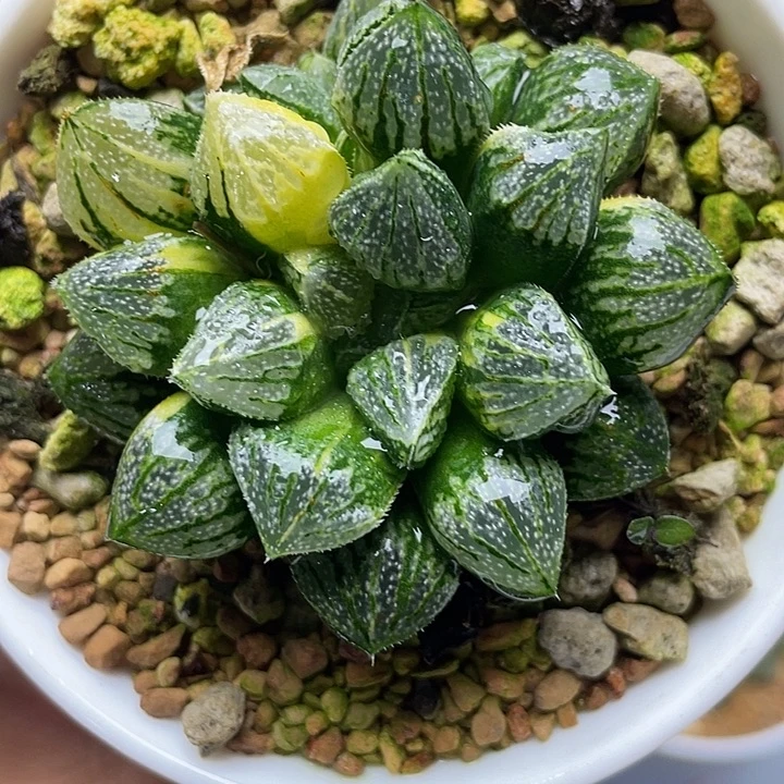 实生寿锦十二卷多肉