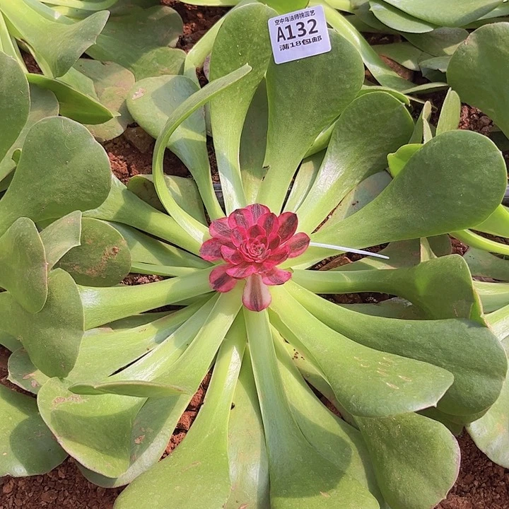 不*道131132组合荔枝多肉植物