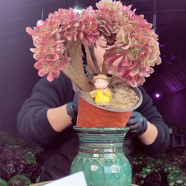 柒柒精品多肉脱土发货不包断侧枝不包售后S4