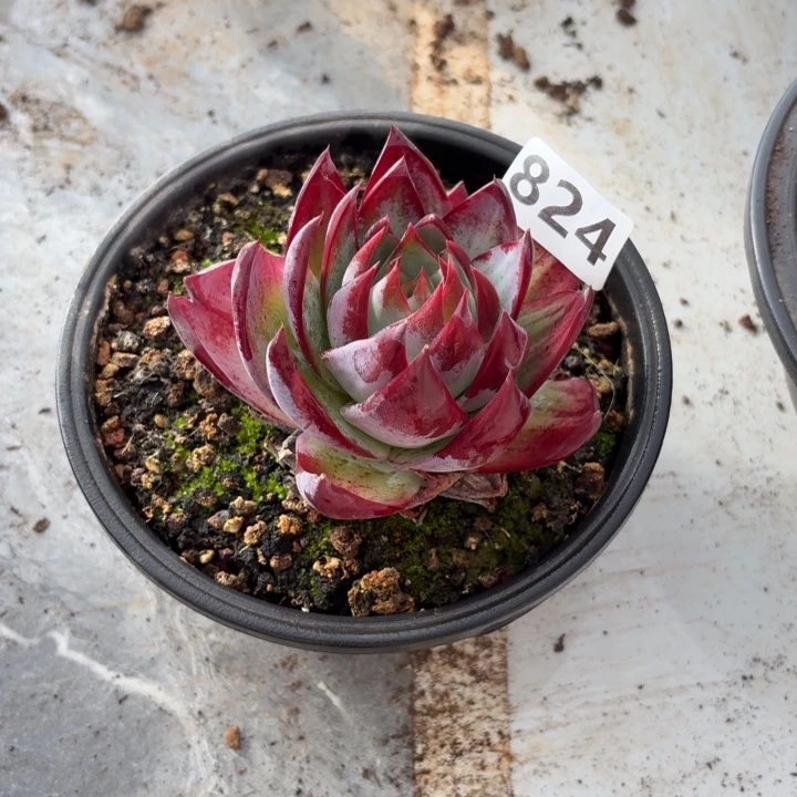 824家的角度讲代表大会