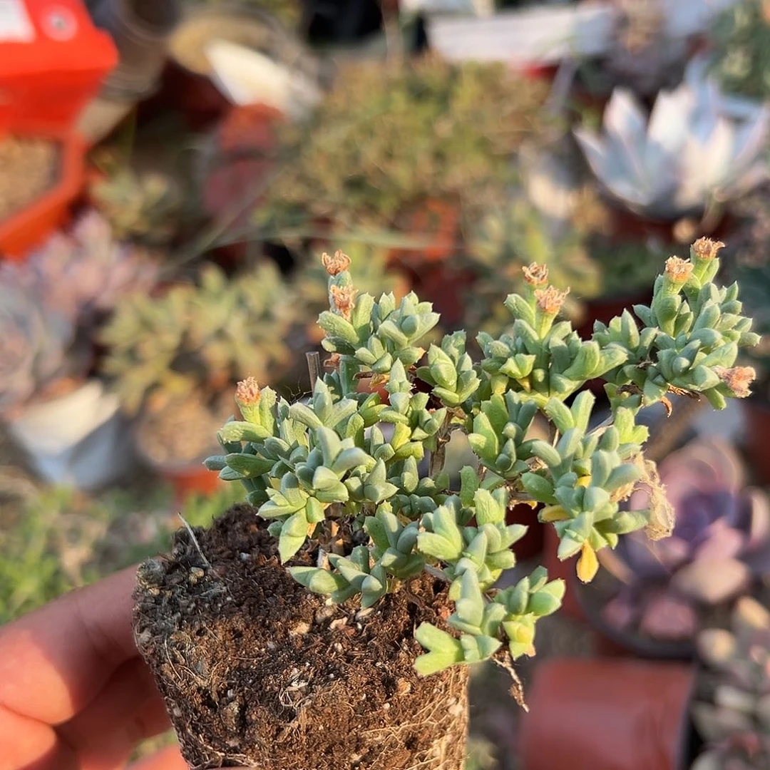 多肉植物多肉植物