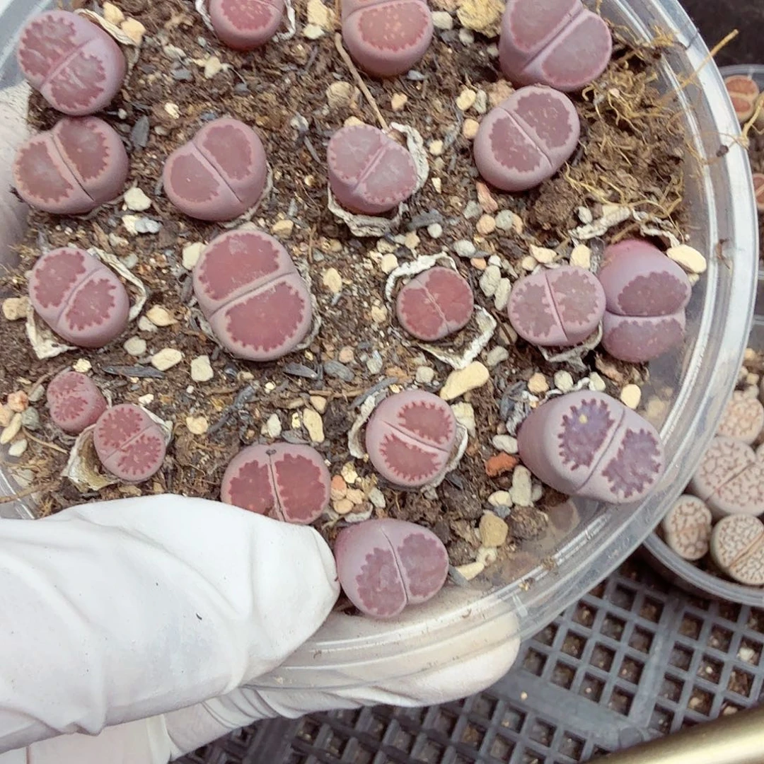 你好帅气喔啊打的200