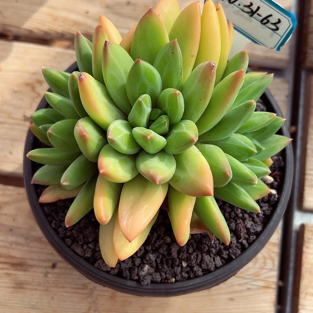 1031-63海洋之歌。