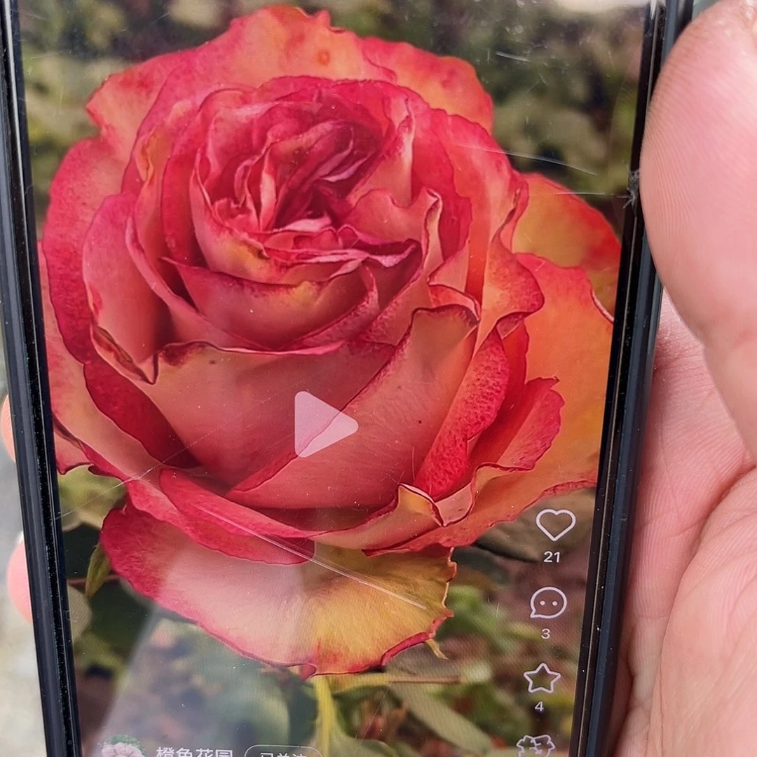 无花朵——-测试红边