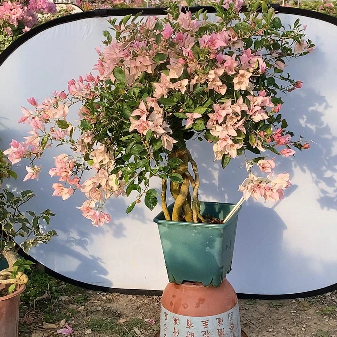 大部分开放少量花苞婆罗洲477