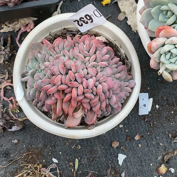 小*哒632玛瑙缀多肉植物