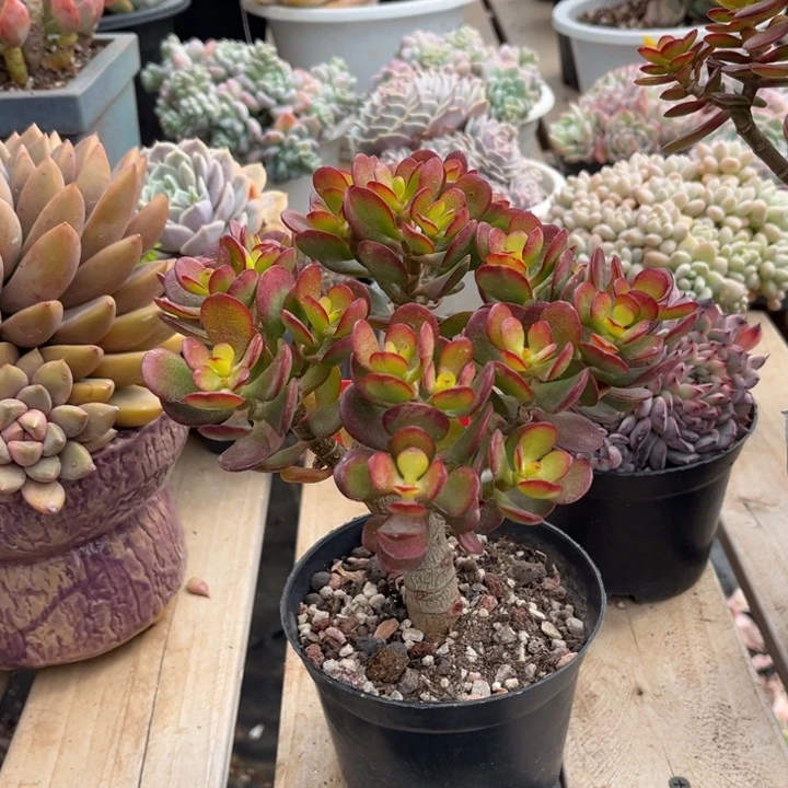 季红花月多肉植物320