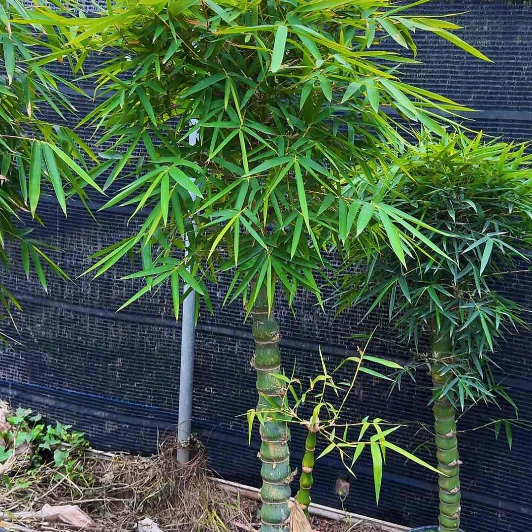 红陶佛肚竹888888