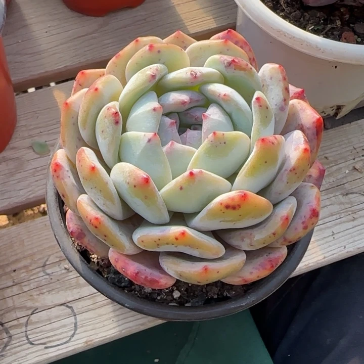 橙梦露单头五十包邮