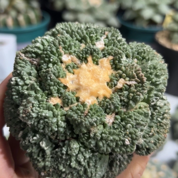 963袖蒲根 仙人球和太阳