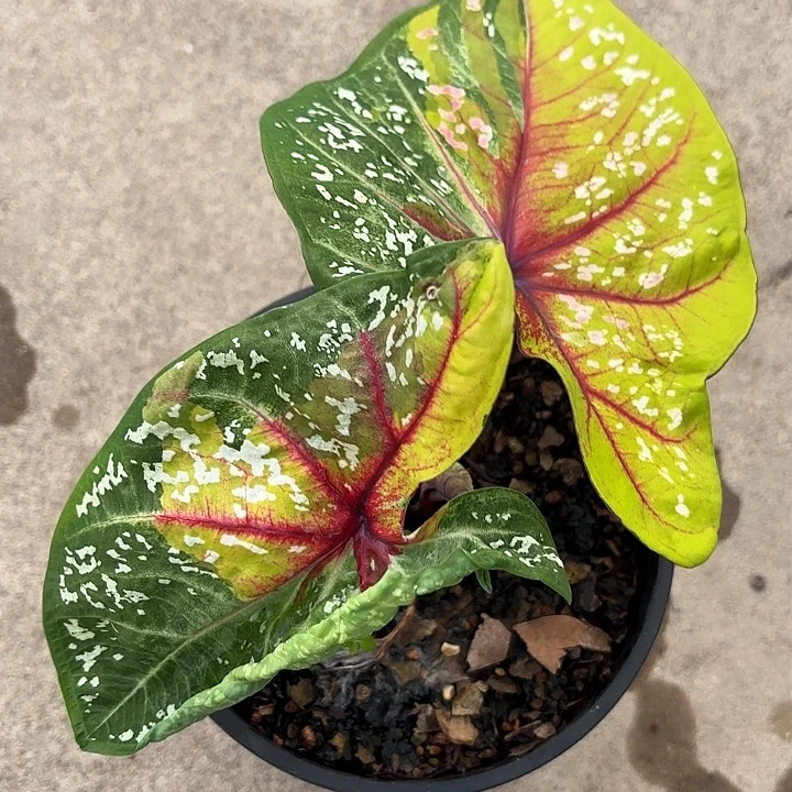 89-1106野蜂飞舞广东现货