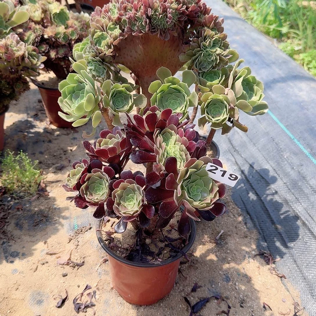 生***花219玫瑰欧紫共2颗呀呀