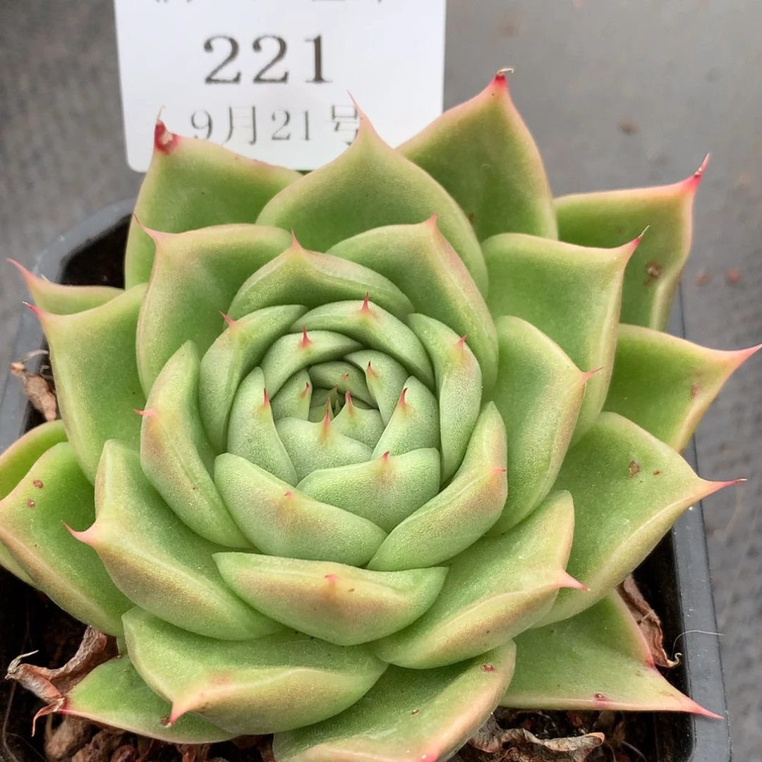 【闪购商品】云221号