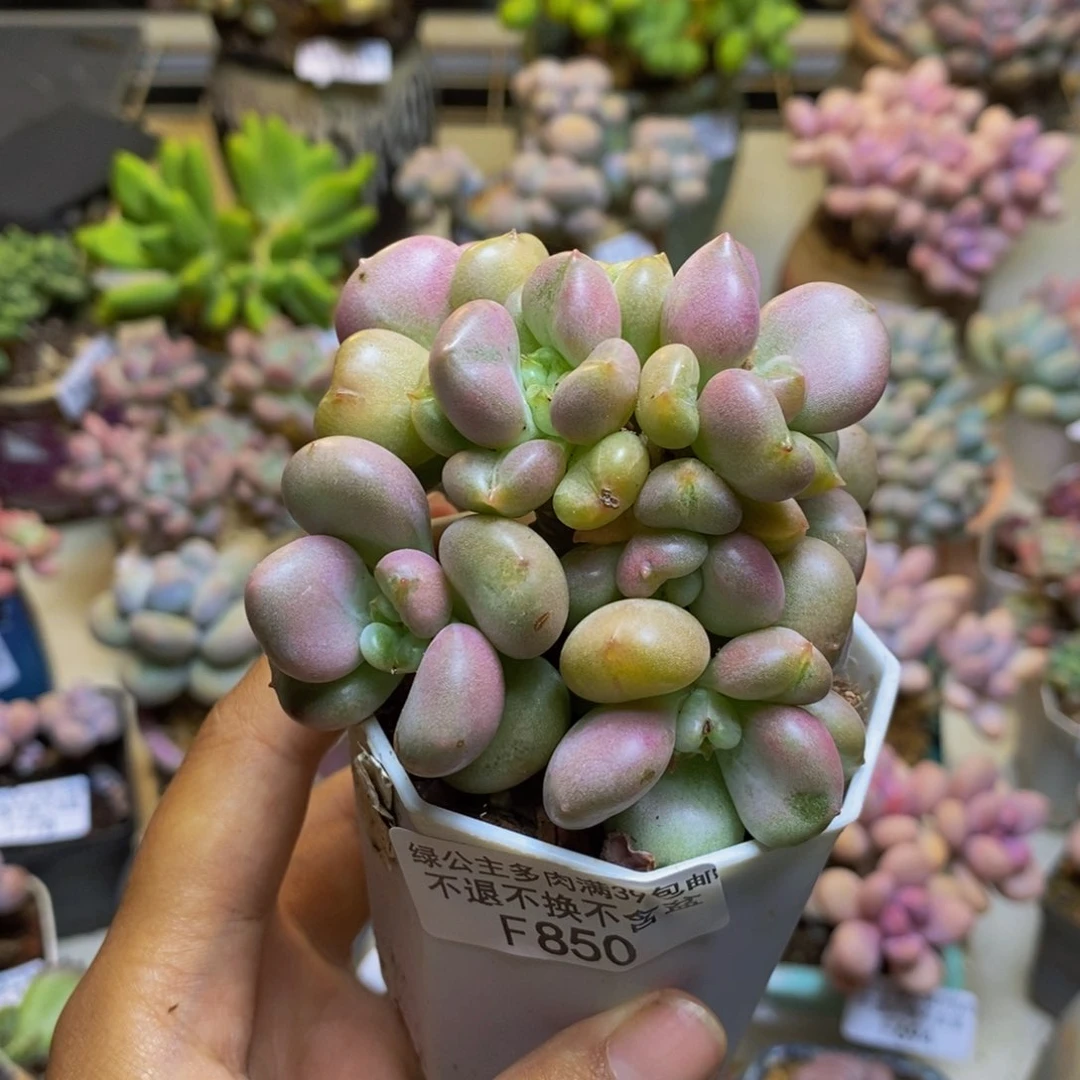 850比尔盖茨多肉7cm