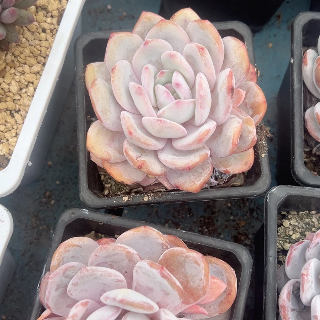 精品多肉植物老桩