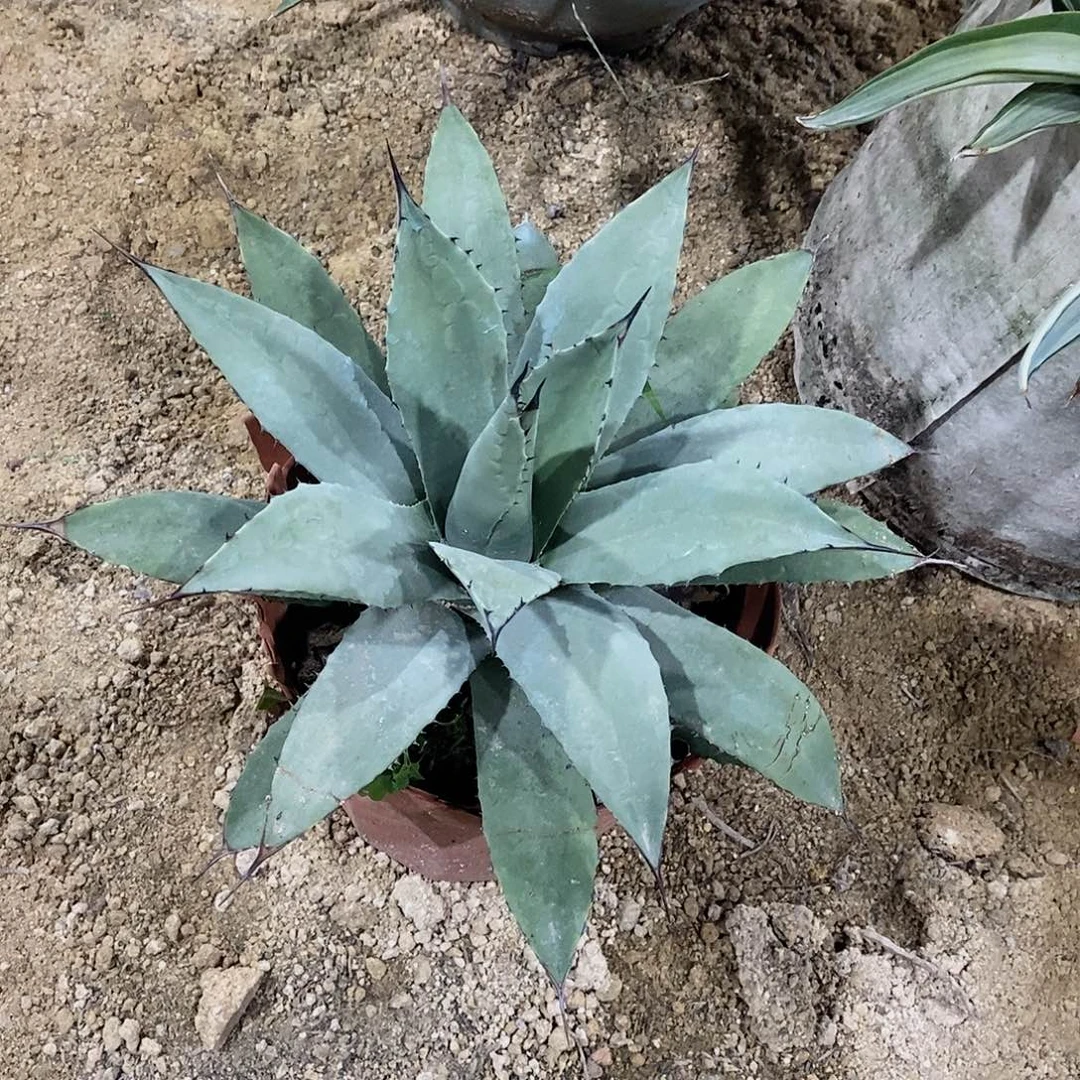 赫瓦蒂娜一颗111111