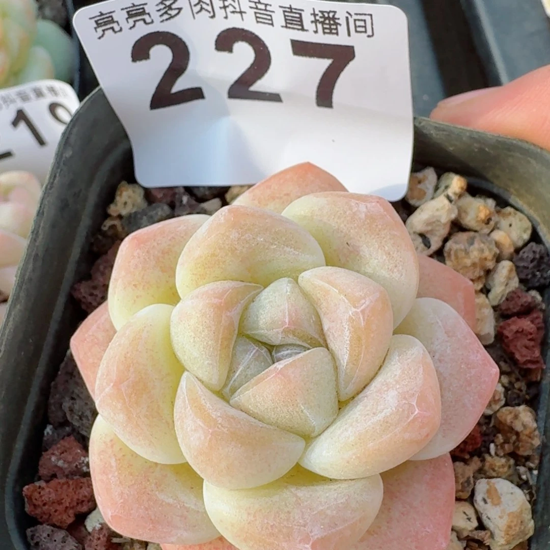 开播秒         多肉植物