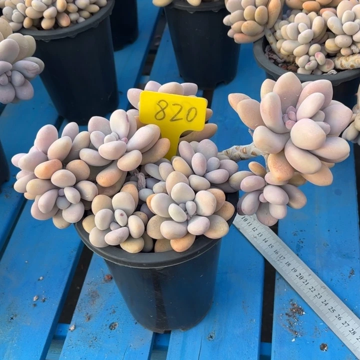 桃蛋多肉植物820