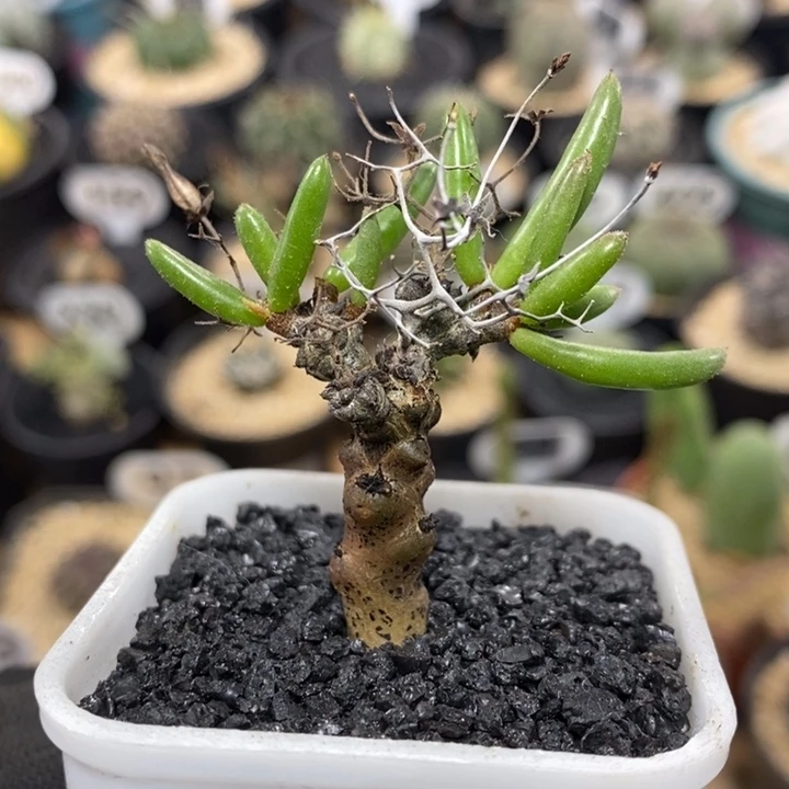 黑曼巴奇峰锦131号