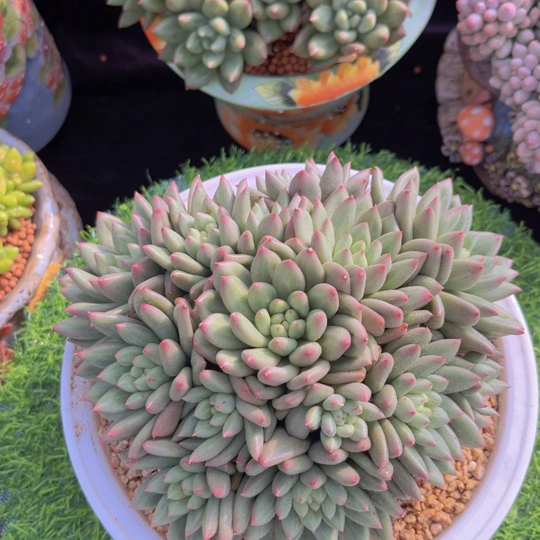 多肉植物米其林多肉