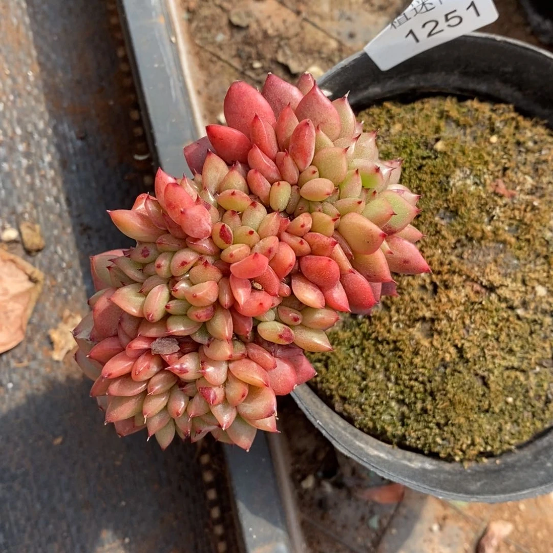乔*板杂交精品多肉1251