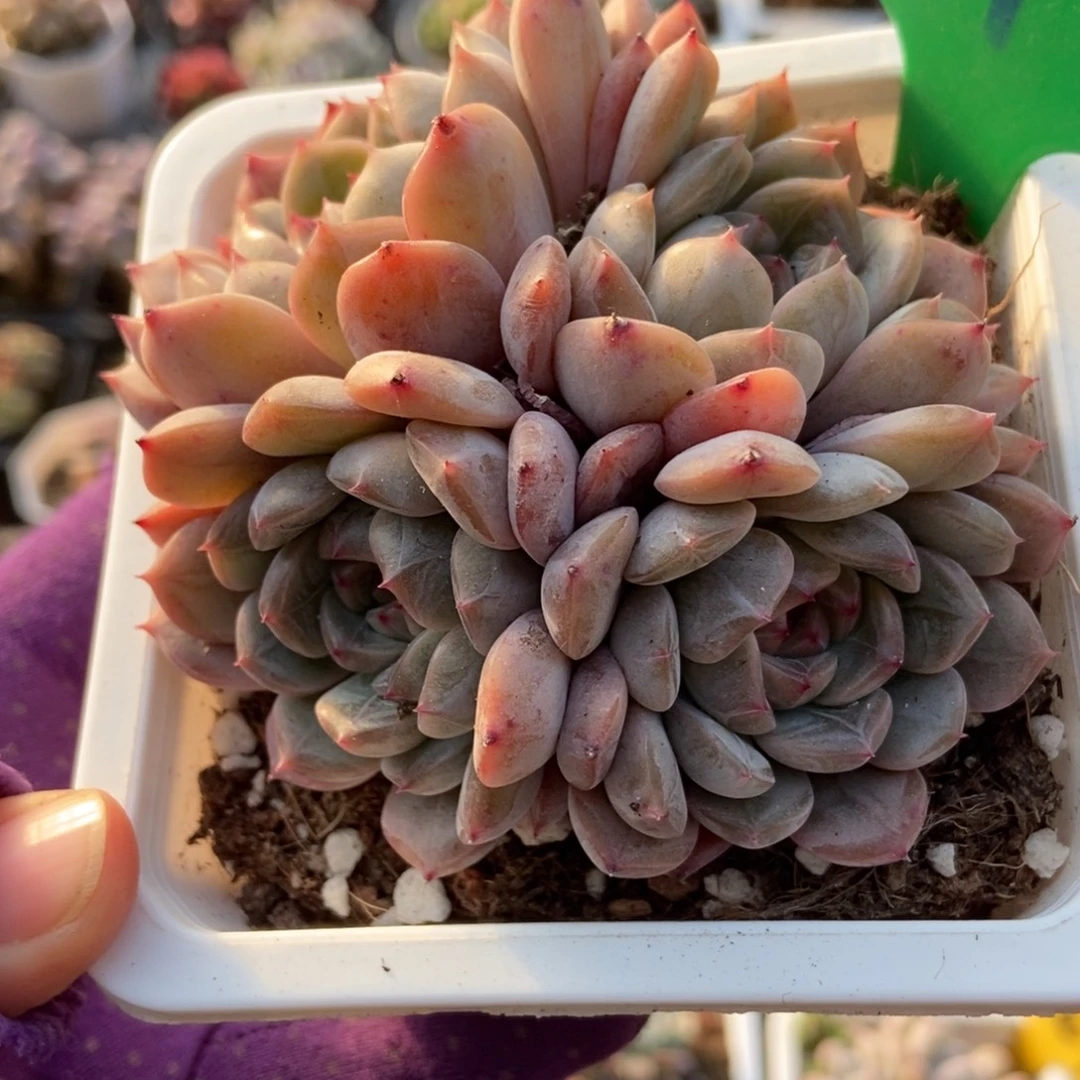 993糖果珍妮多肉植物