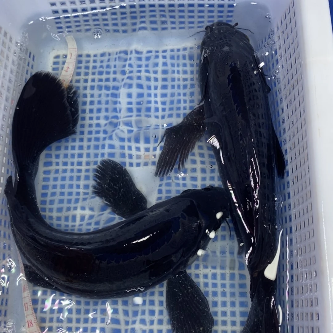 锦鲤冷水锦鲤包邮