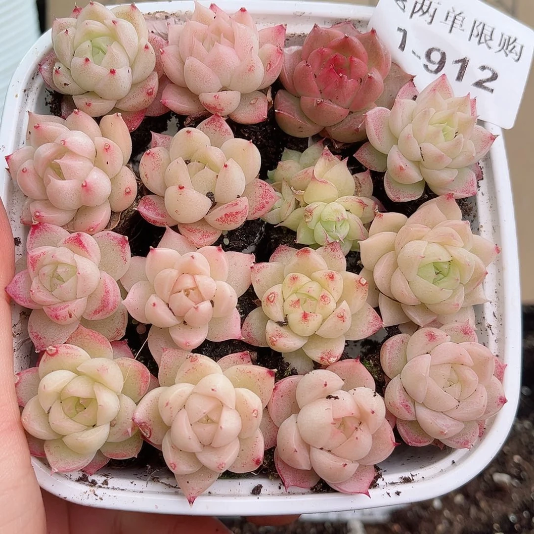 1-912 新疆西藏内蒙不发12.8包邮2-3公分多肉