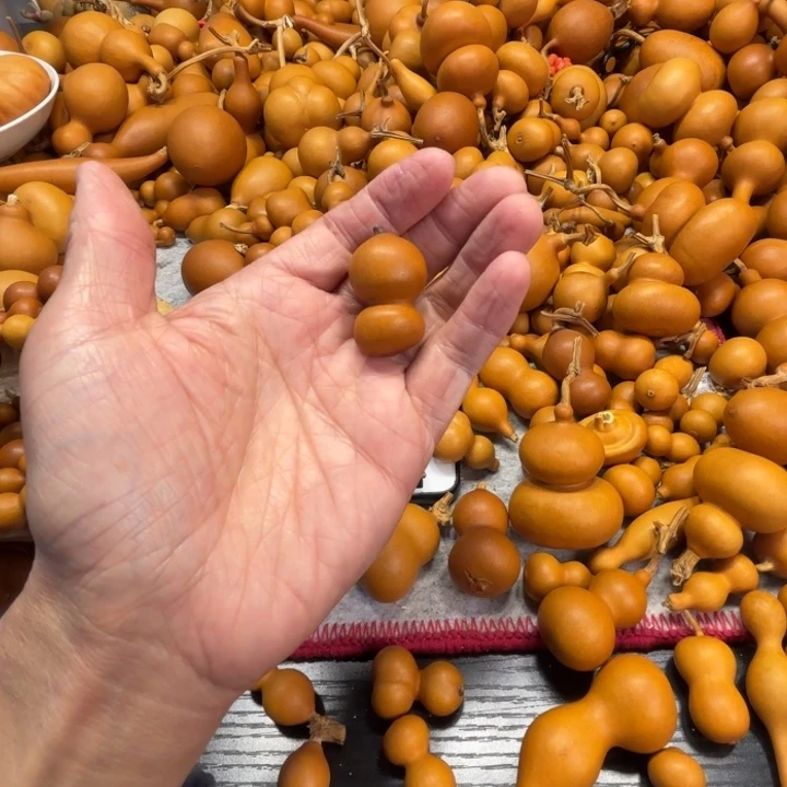 大***棠大鱼海棠的一把小紫皮墙的葫芦