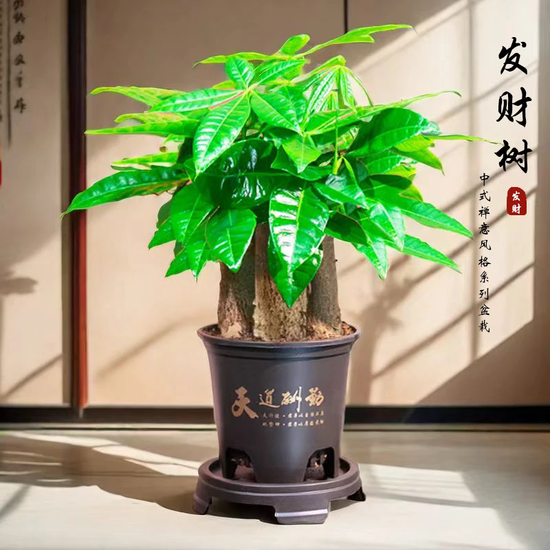 三杆发财树盆栽大象腿发财树室内盆景桌面绿植好养易活植物
