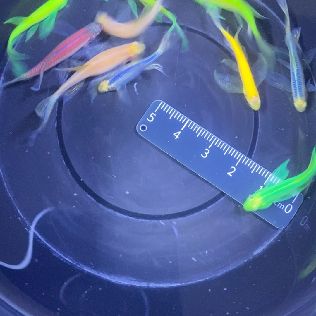 斑马鱼蝶翼斑马福利练手鱼微瑕疵3-4厘米10条