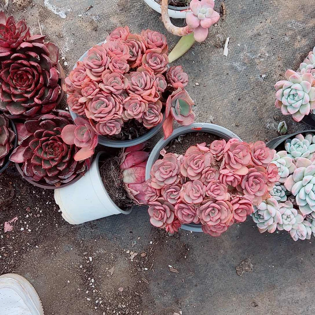 秀妍玫瑰多头群生精品特价二盆