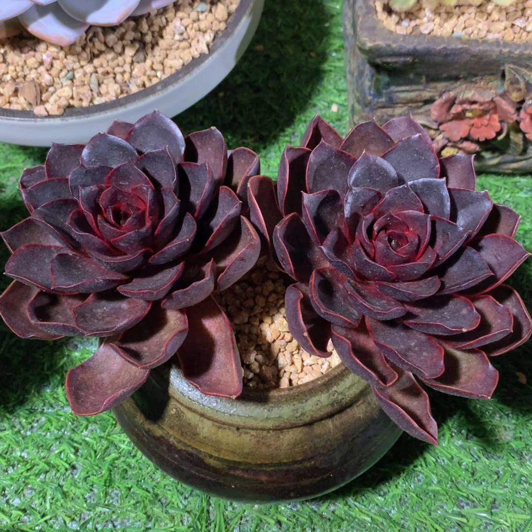 高桩红灯15 公分一物一拍