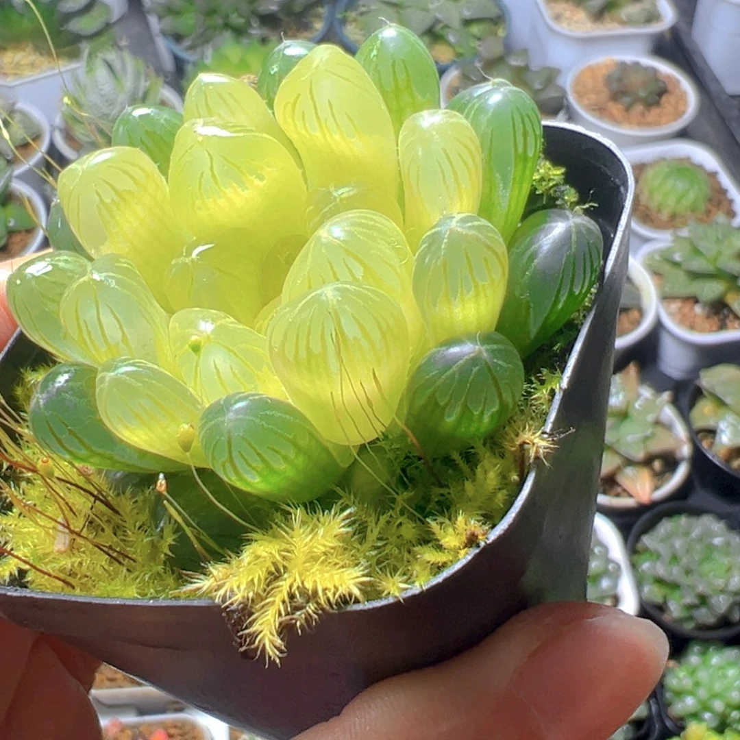 琥珀玉露多肉多肉多肉