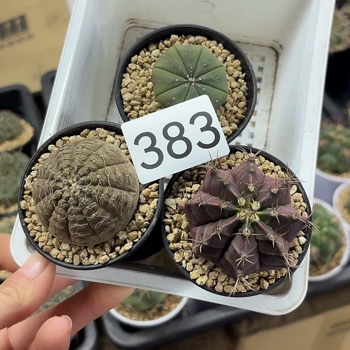 383三盆一组组合