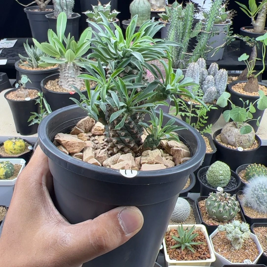 铁甲麒麟大戟一物一拍脱土发