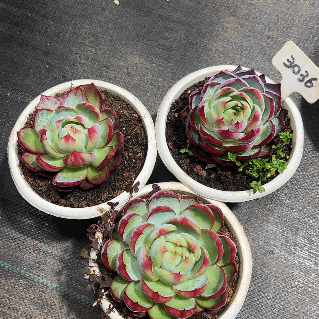 惊鸿仙子三颗3036号