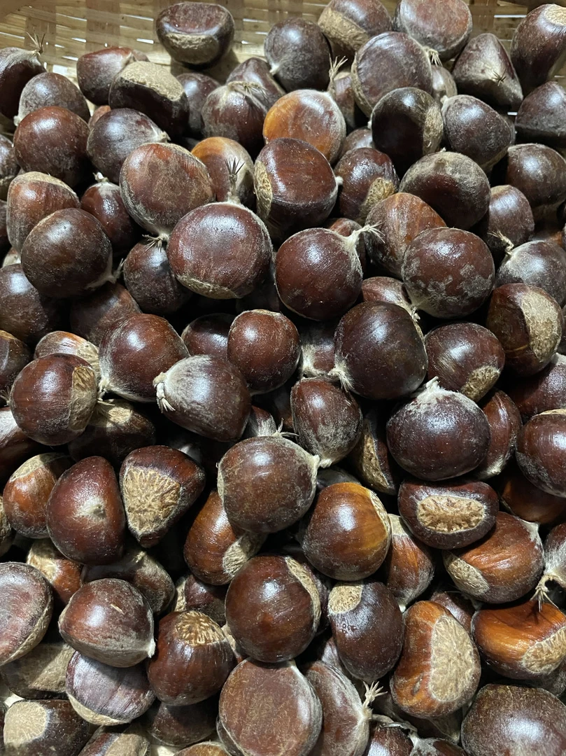 怀柔栗子 现采现发 鲜甜即时 做菜煲汤 可炒可煮 老少皆宜