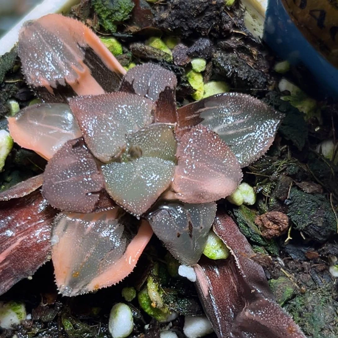 恭喜发财大吉大利0466